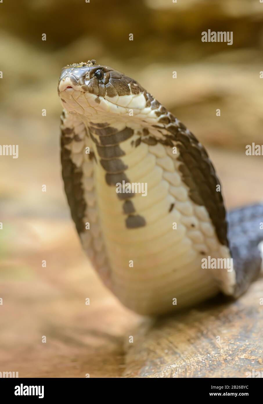 ritratto di serpente cobra che eleva la testa nello zoo Foto Stock