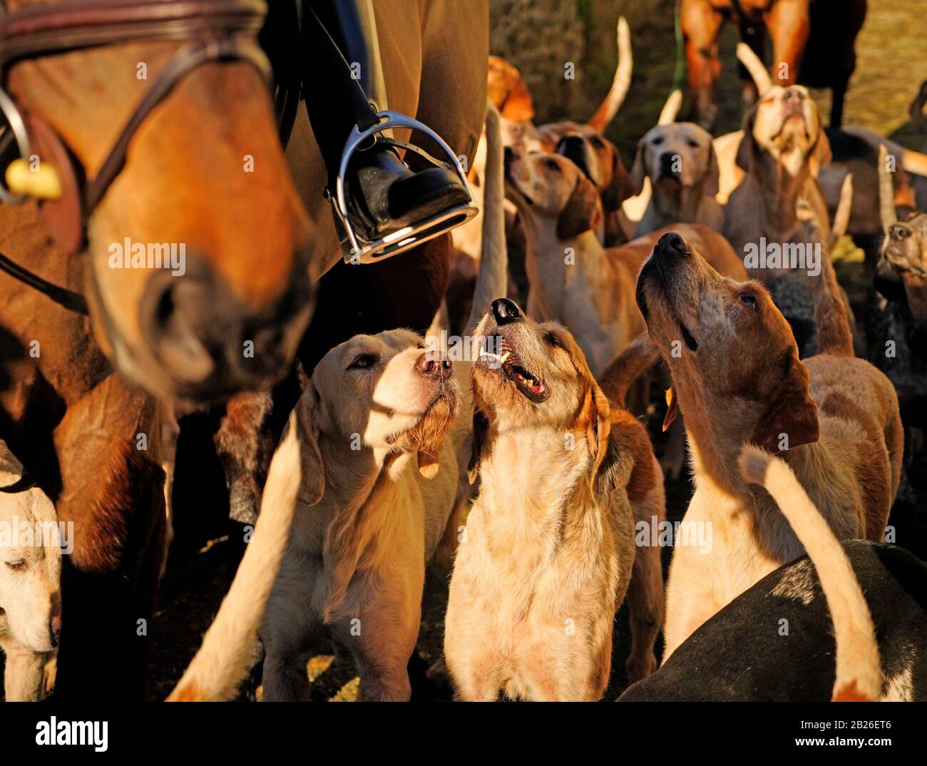Foxhounds guardando al loro Maestro Foto Stock