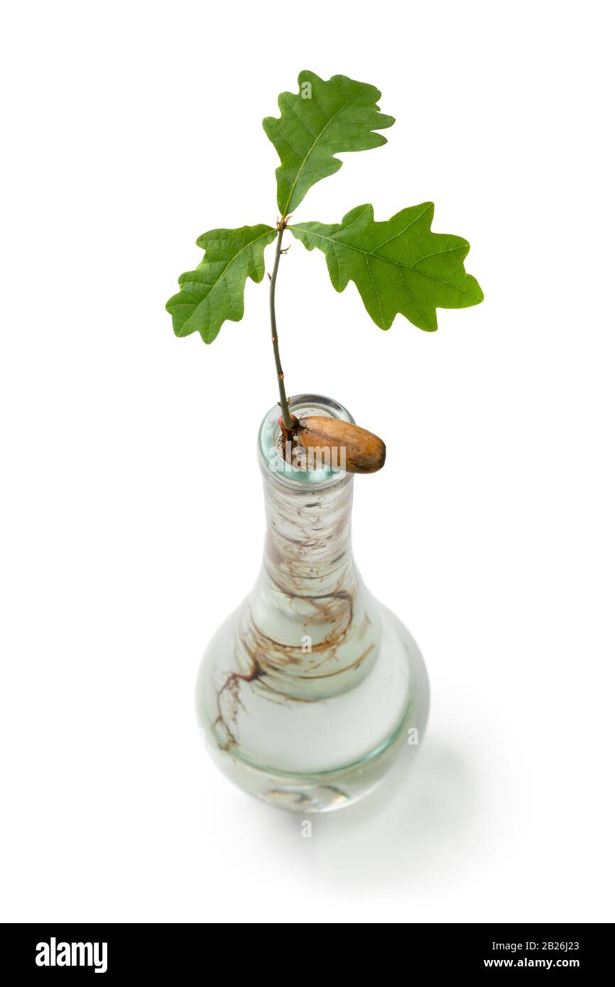 Albero di quercia in espansione in vaso di vetro coltivato da un ghianda isolato su sfondo bianco Foto Stock