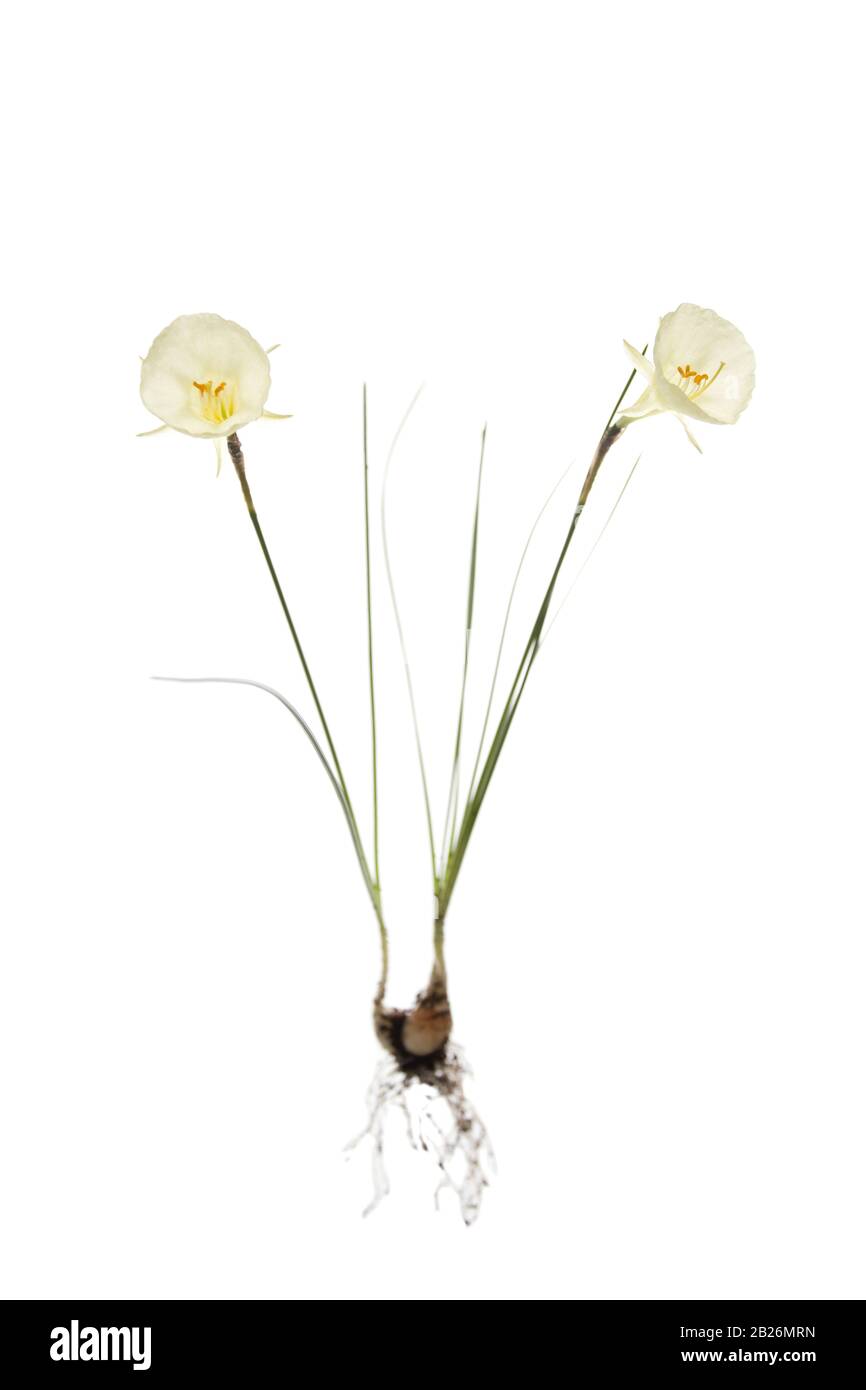 Daffodil Campana Artica intera su sfondo bianco isolato Foto Stock