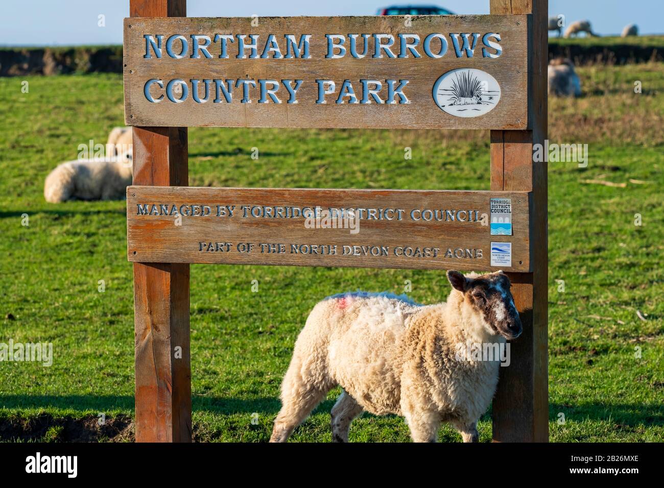 Pecore in piedi accanto al cartello Northam Burrows Country Park, con erba verde nel Devon Nord, Sud Ovest, Regno Unito Foto Stock