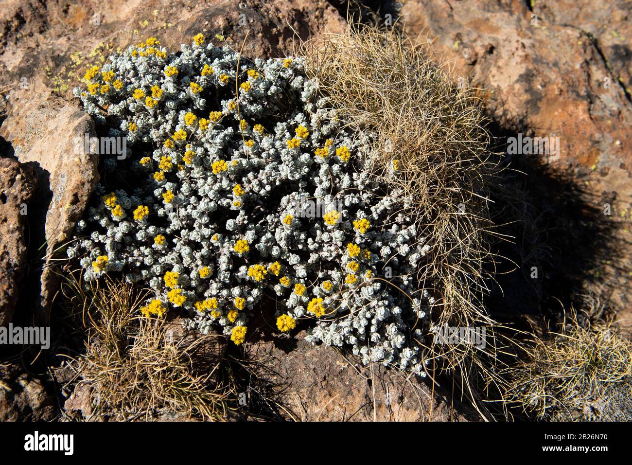 Fiori che crescono tra le rocce, sani Top, Lesotho Foto Stock