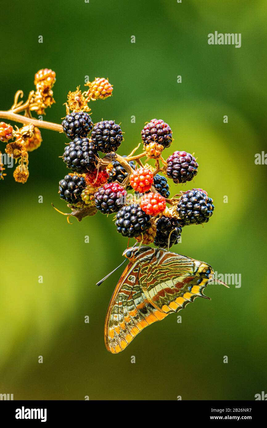 Charaxes jasius su Blackberry (Rubus ) Foto Stock