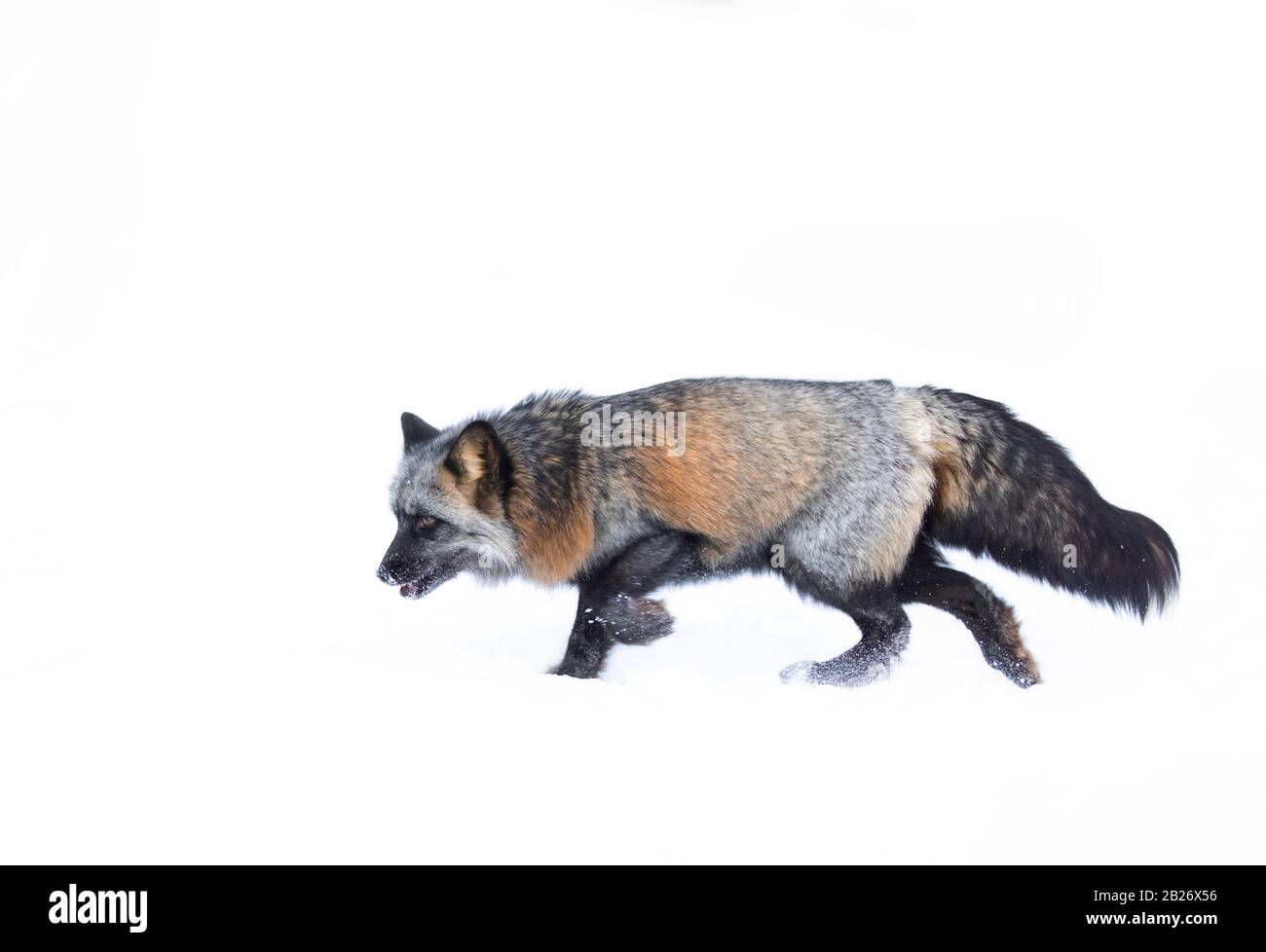 Cross Fox (una variante di colore parzialmente melanistico della volpe rossa) che attraversa la neve in Montana, Stati Uniti Foto Stock