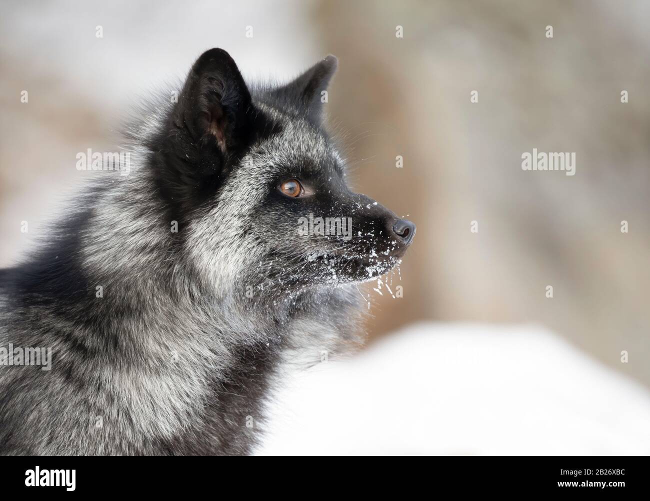 Volpe d'argento (Vulpes vulpes) ritratto che è una forma melanistica della volpe rossa nella neve in Montana, USA Foto Stock