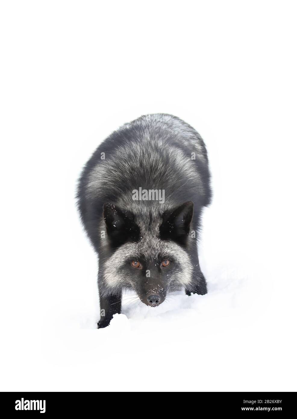 Volpe d'argento (Vulpes vulpes) una forma melanistica della volpe rossa che corre nella neve in Montana, Stati Uniti Foto Stock