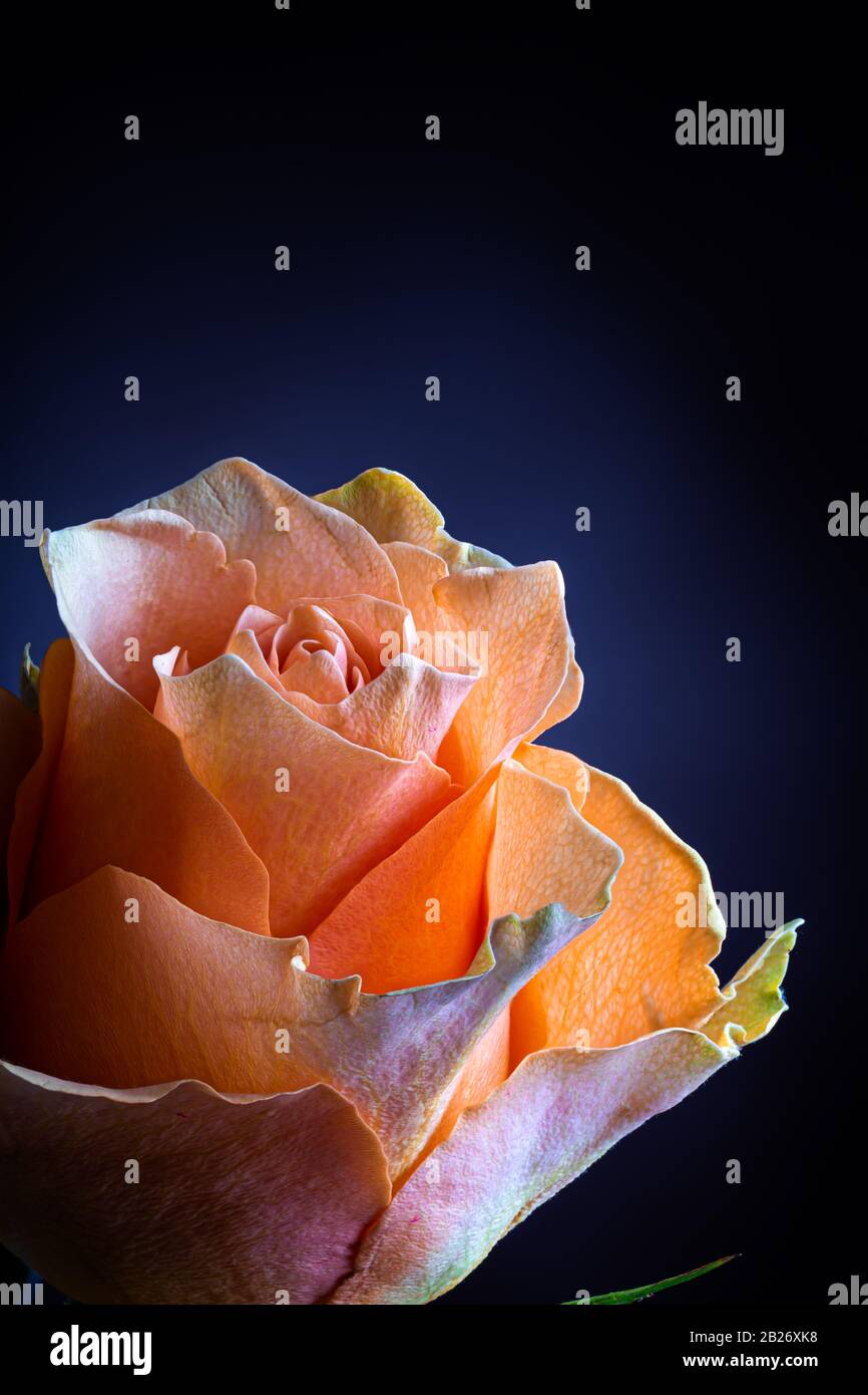 Closeup di un bel fiore rosa arancione su uno sfondo blu scuro Foto Stock
