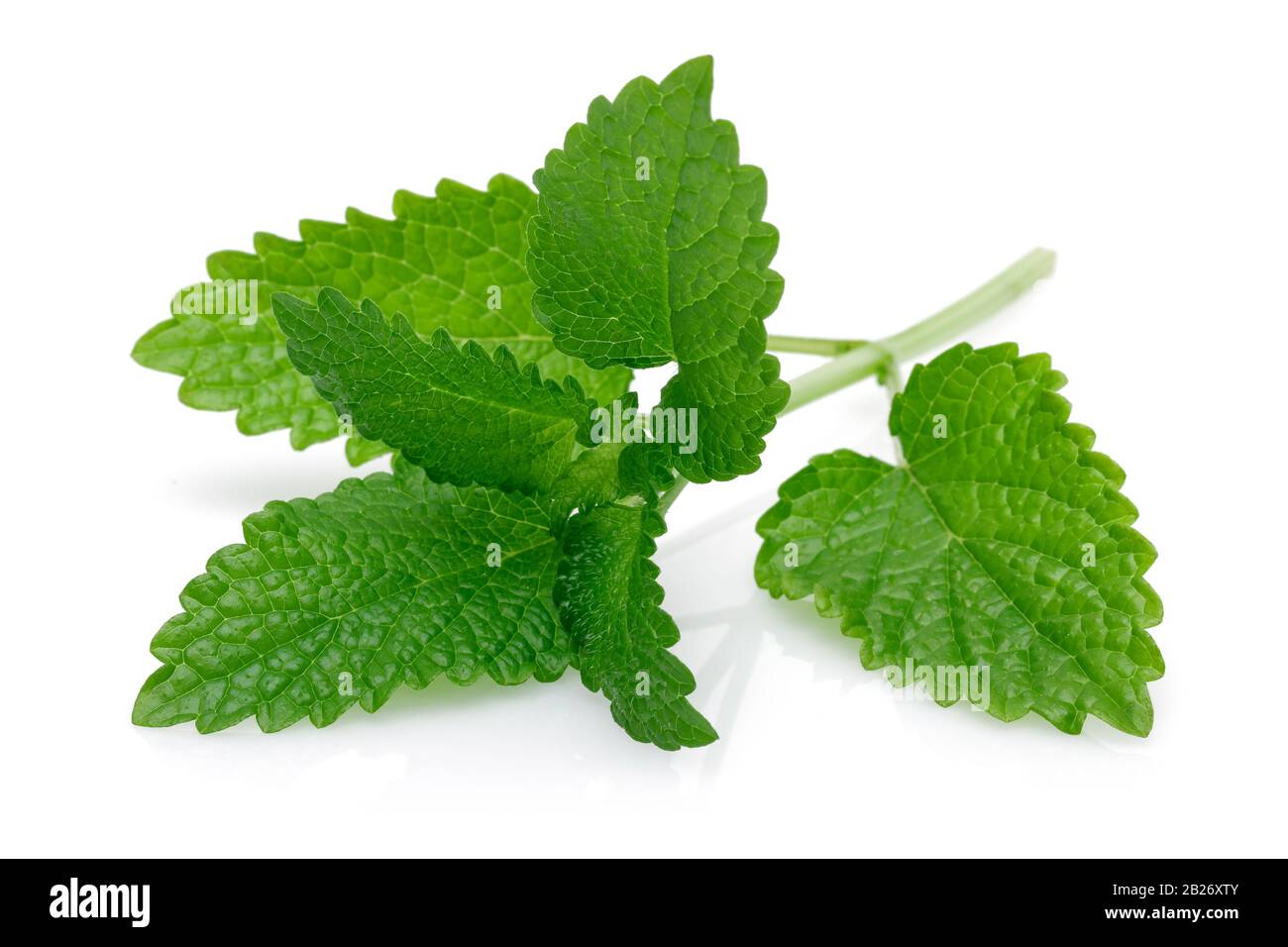 Fresh melissa o melissa isolati su sfondo bianco Foto Stock