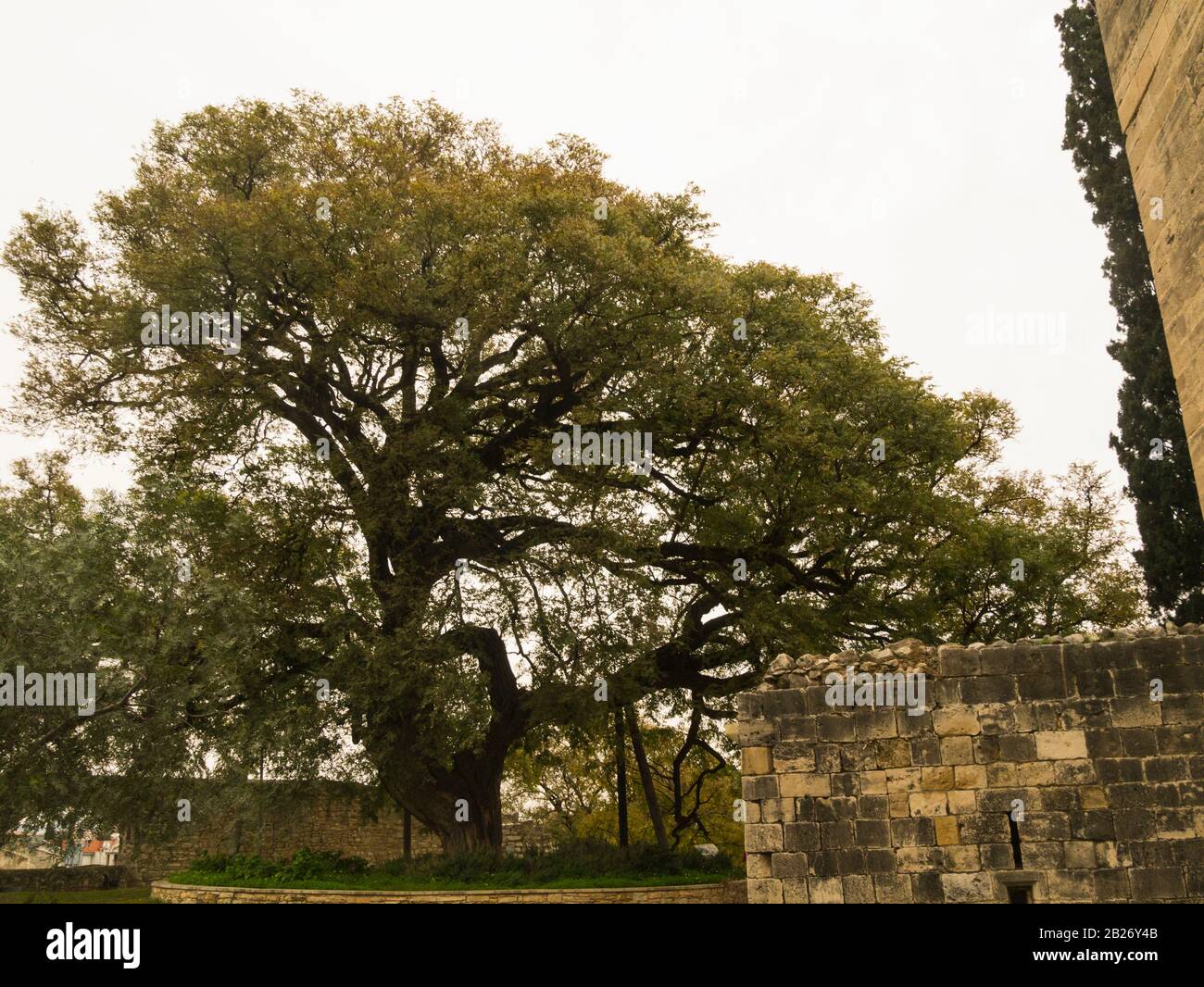 Albero di palissandro ornamentale Tipuana tipu dall'Argentina piantata a terra del Castello di Kolossi Cipro EU Foto Stock