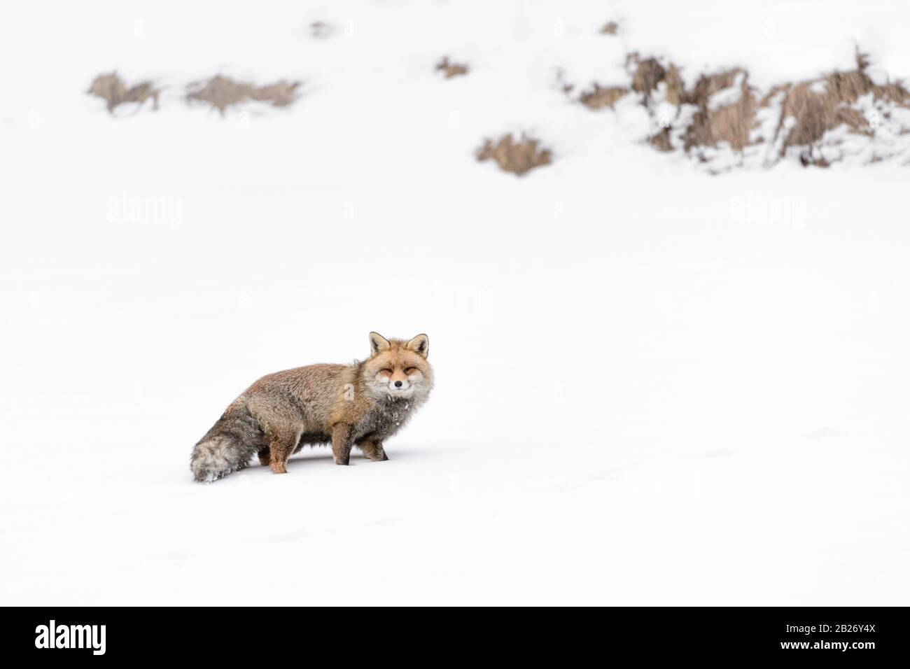 Un predatore meraviglioso, la volpe rossa sulla neve (Vulpes vulpes) Foto Stock