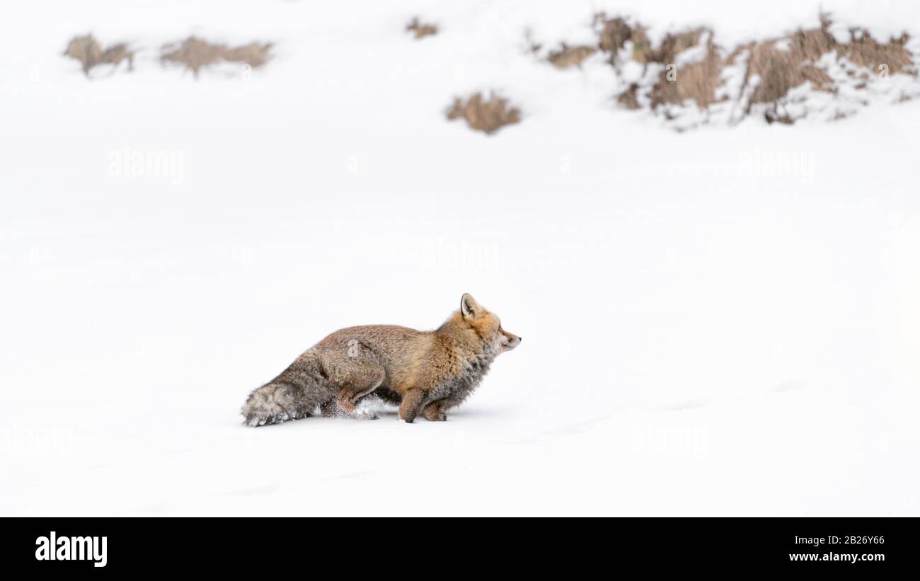 Un predatore meraviglioso, la volpe rossa sulla neve (Vulpes vulpes) Foto Stock