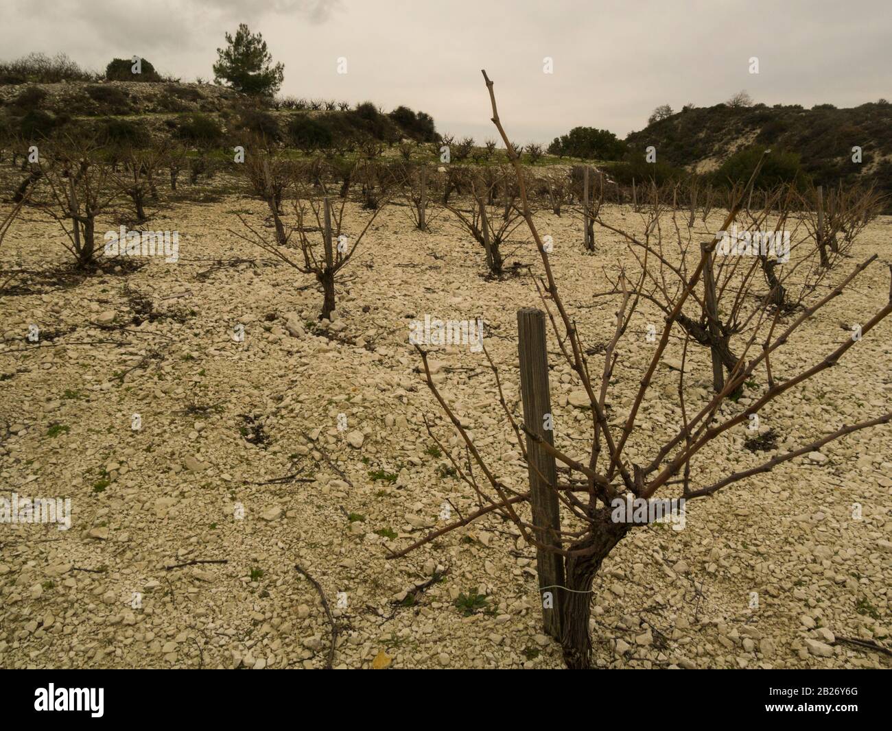 Vigneti nel vigneto della cantina Kimo Gerolemo di Omodos Cipro, che produce una selezione di uve premiate per i vini bianchi rossi e rosati e dolci Foto Stock