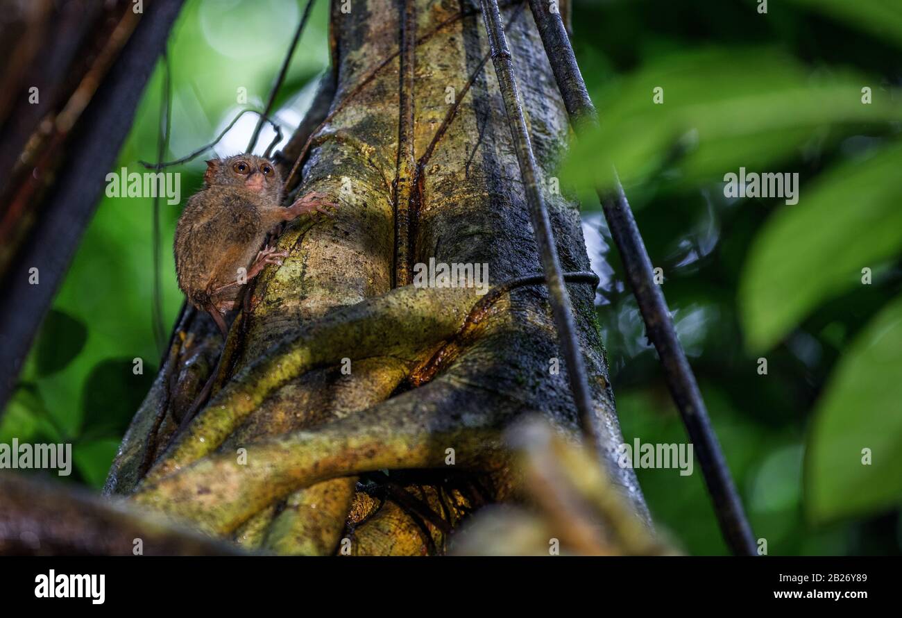 Il tarsier spettrale sull'albero. Nome scientifico: Tarsius spectrum, chiamato anche Tarsius tarsier. Habitat naturale. Isola di Sulawesi. Indonesia Foto Stock