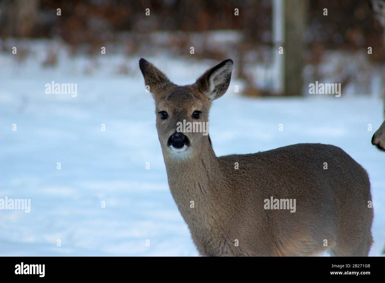 Un Cervo Che Lo Sta Guardando Cautamente Foto Stock