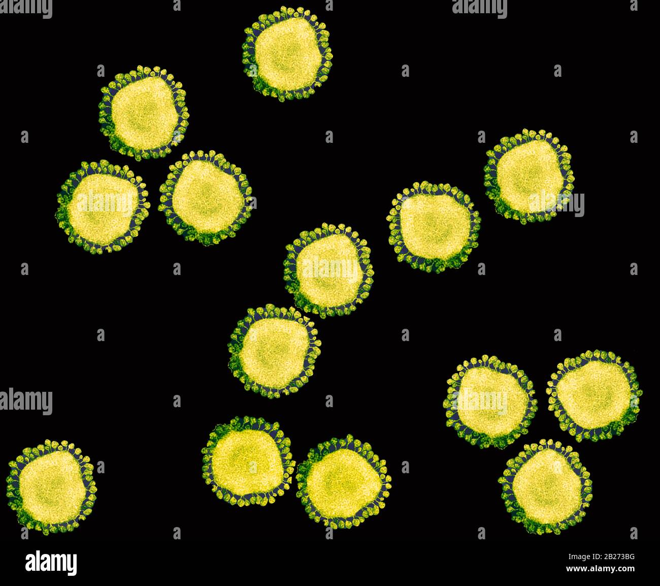 Particelle di coronavirus purificate sotto microscopia elettronica a trasmissione (TEM) Foto Stock