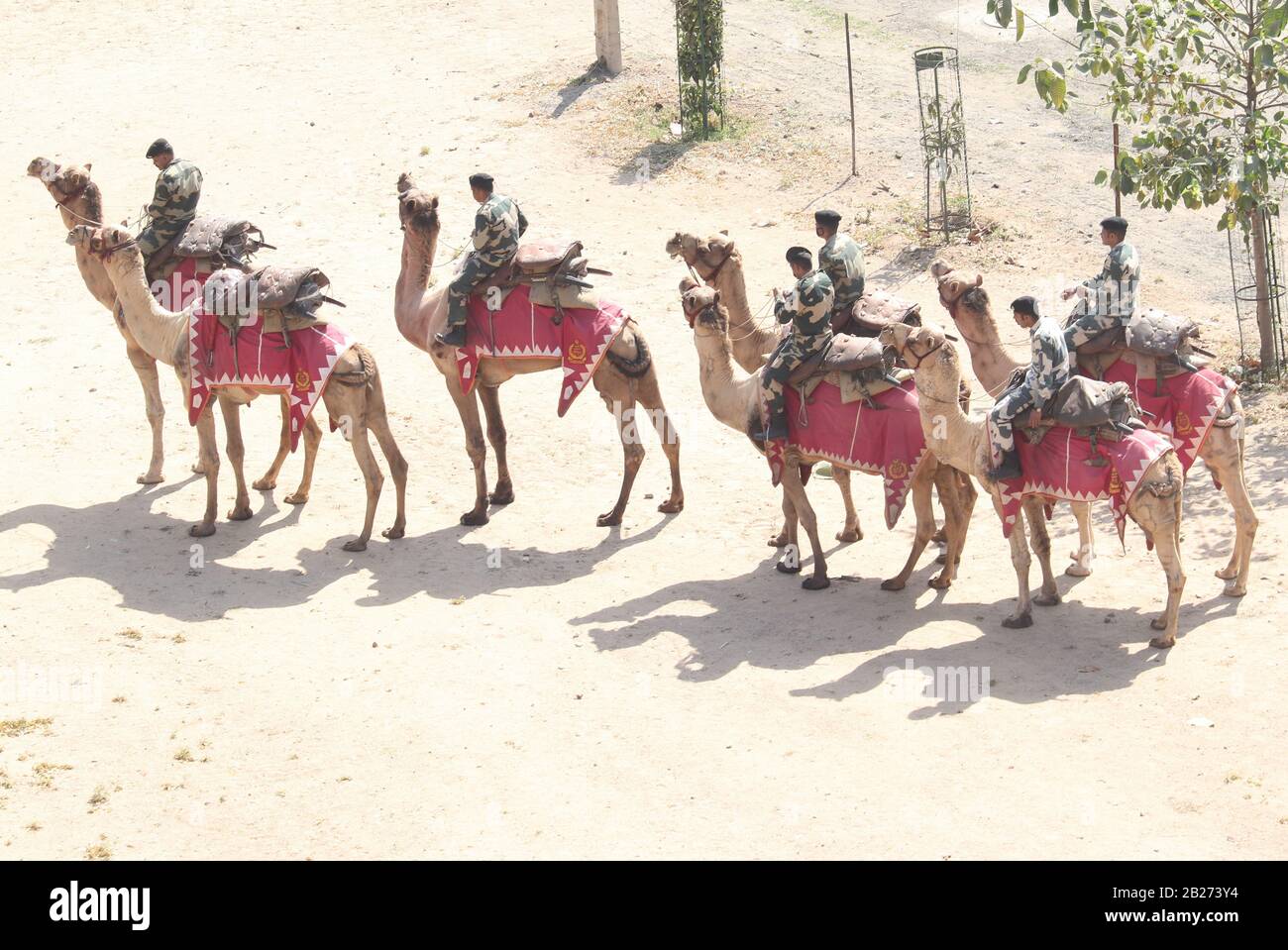 Soldati BSF con cammelli prima della visita del presidente degli Stati Uniti, Donald Trump a Motera/Ahmedabad/Gujarat/India Foto Stock