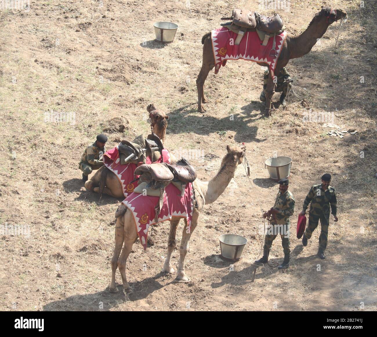 Soldati BSF con cammelli prima della visita del presidente degli Stati Uniti, Donald Trump a Motera/Ahmedabad/Gujarat/India Foto Stock