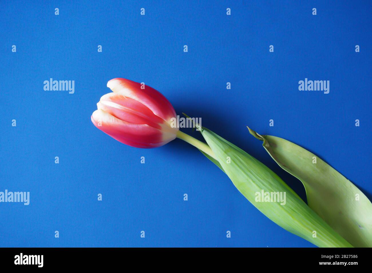 Un singolo tulipano rosa brillante dall'alto su un classico sfondo blu Pantone con spazio copia; vista panoramica Foto Stock