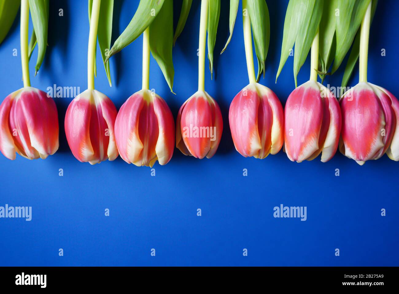Una fila capovolta di tulipani rosa brillante su un classico sfondo blu Pantone con spazio di copia; vista panoramica Foto Stock