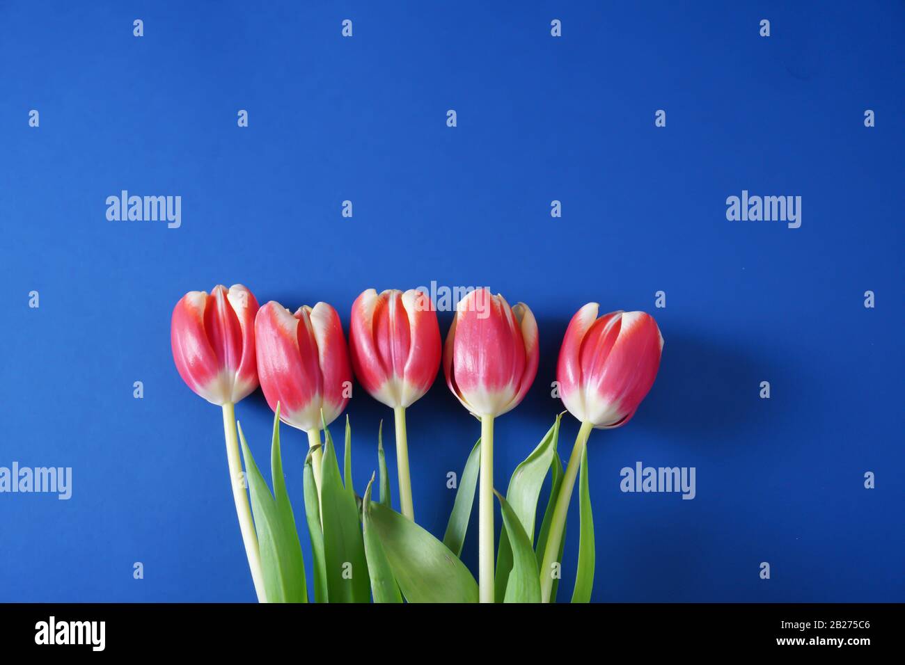 Cinque tulipani rosa con steli verdi e foglie su un classico sfondo blu Pantone con spazio copia; vista panoramica Foto Stock