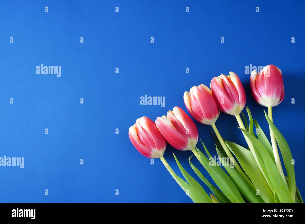 Cinque tulipani rosa brillante nell'angolo in basso a destra su un classico sfondo blu Pantone con spazio di copia; steli verdi Foto Stock
