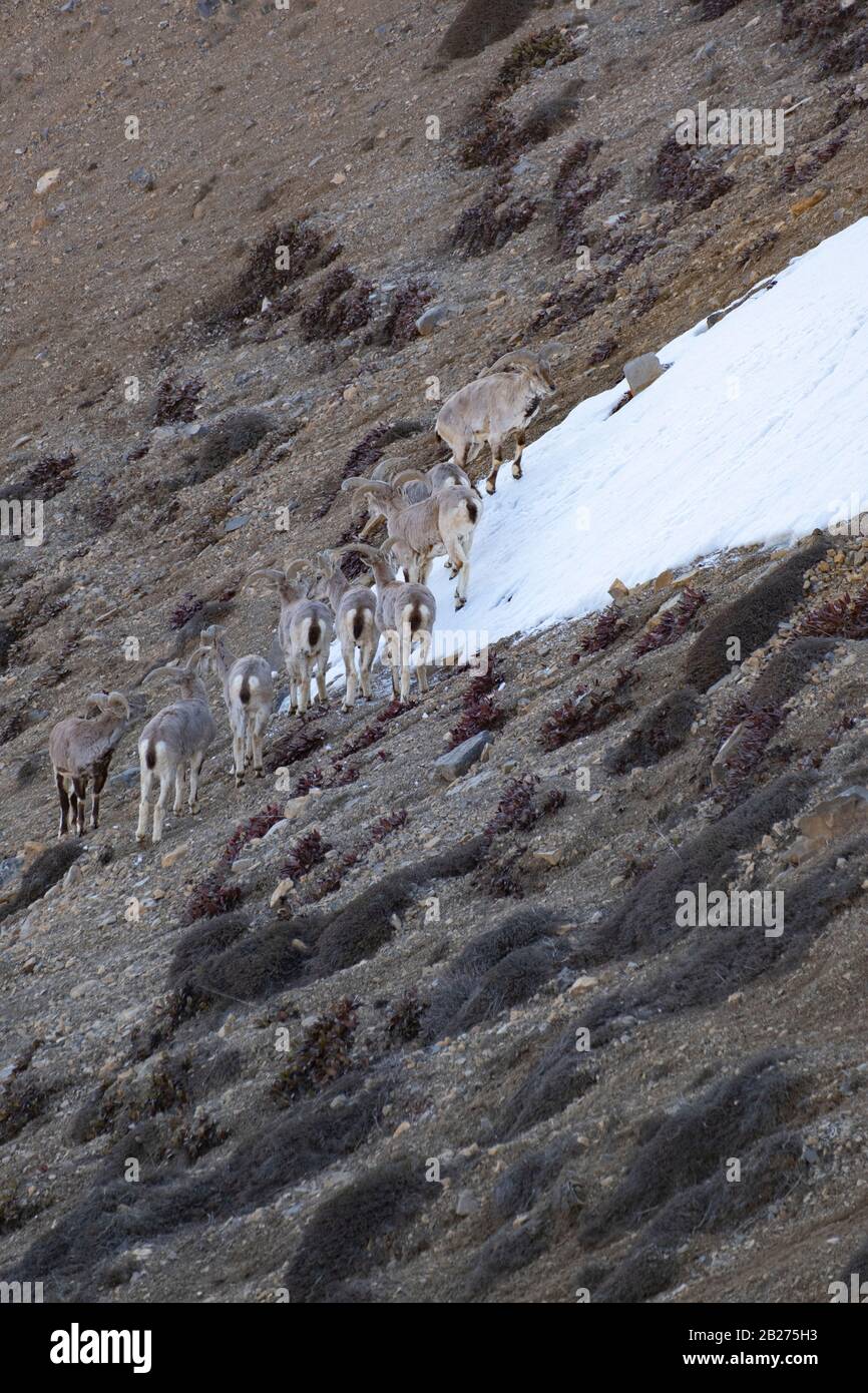 Bharal o pecora blu himalayana vicino al lago di Mane, la valle di Spiti. Foto Stock