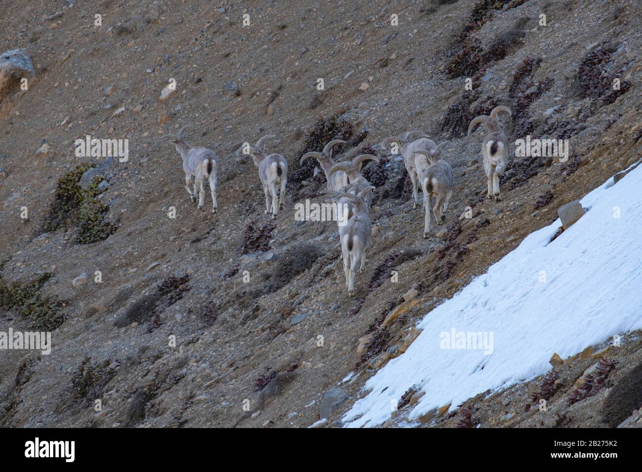 Bharal o pecora blu himalayana vicino al lago di Mane, la valle di Spiti. Foto Stock