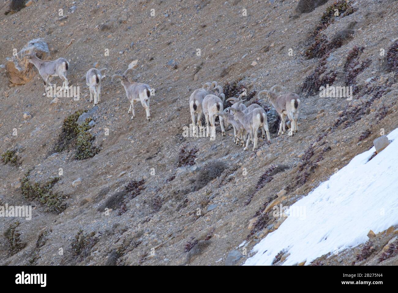 Bharal o pecora blu himalayana vicino al lago di Mane, la valle di Spiti. Foto Stock