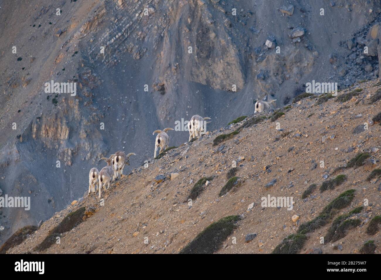 Bharal o pecora blu himalayana vicino al lago di Mane, la valle di Spiti. Foto Stock