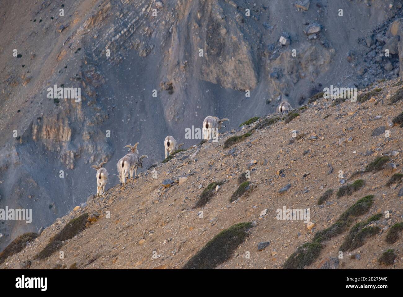 Bharal o pecora blu himalayana vicino al lago di Mane, la valle di Spiti. Foto Stock