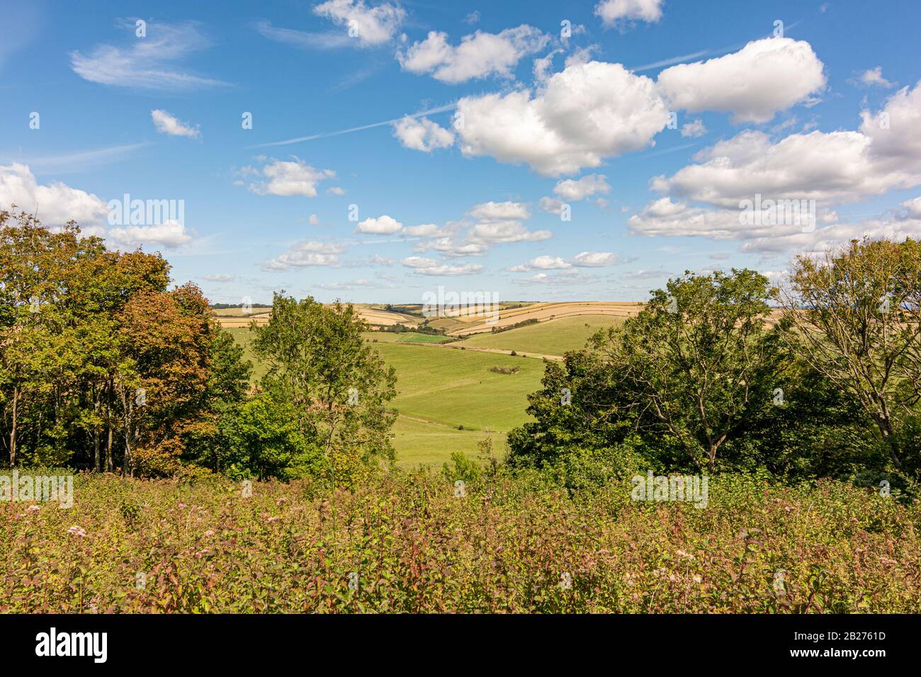 Una vista attraverso gli alberi del downland rollong dalle pendici del Cissbury Ring nel South Downs National Park, West Sussex, Regno Unito. Foto Stock