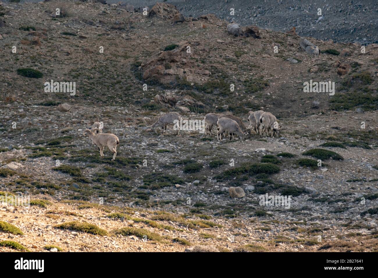 Bharal o pecora blu himalayana vicino al lago di Mane, la valle di Spiti. Foto Stock