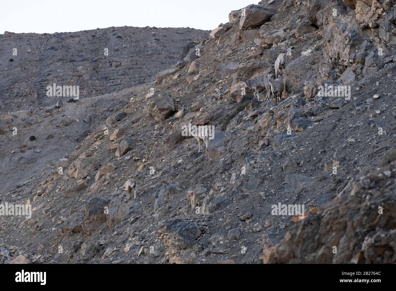 Bharal o pecora blu himalayana vicino al lago di Mane, la valle di Spiti. Foto Stock