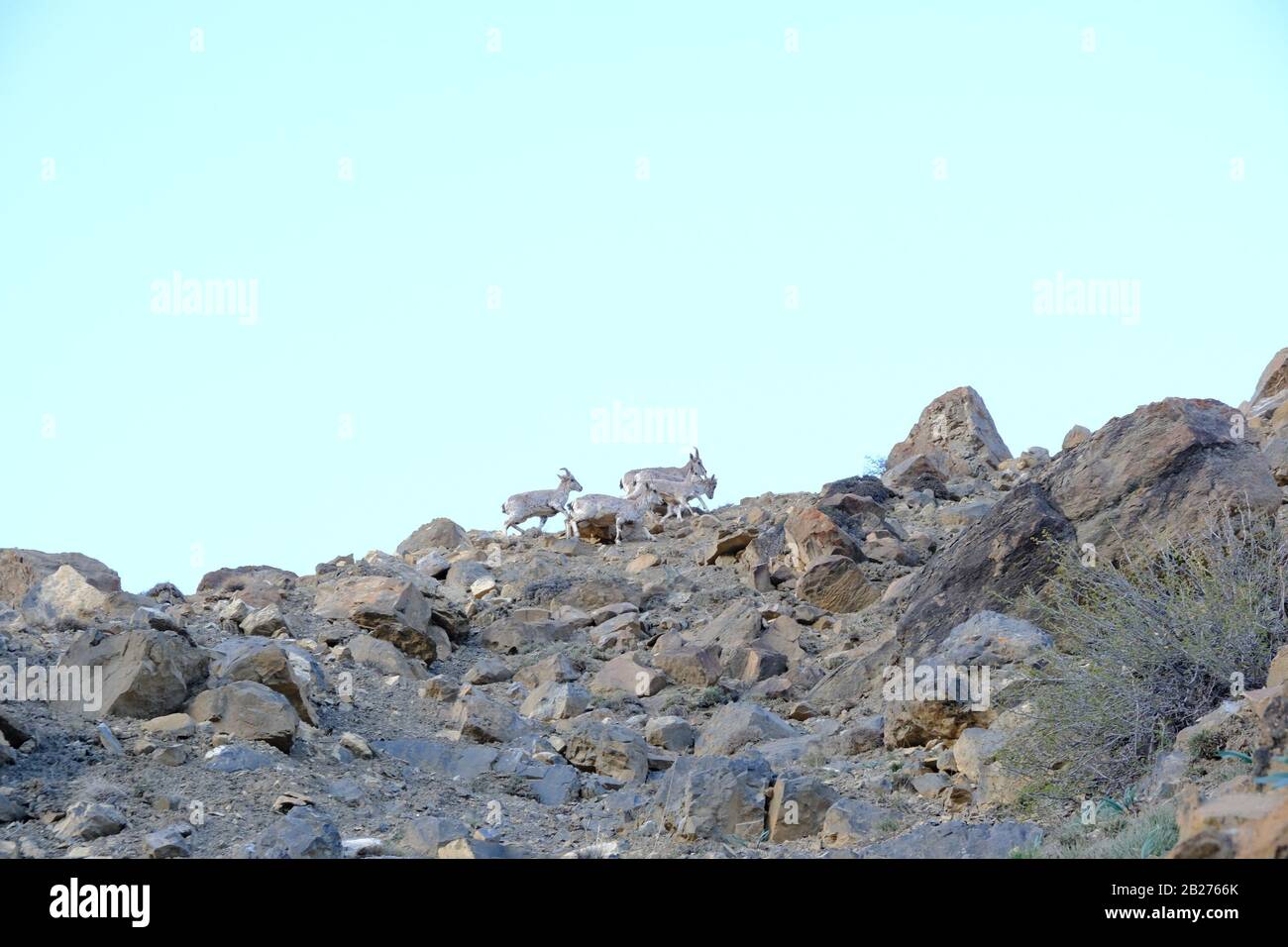 Bharal o pecora blu himalayana vicino al lago di Mane, la valle di Spiti. Foto Stock