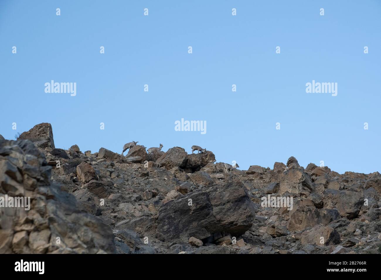 Bharal o pecora blu himalayana vicino al lago di Mane, la valle di Spiti. Foto Stock