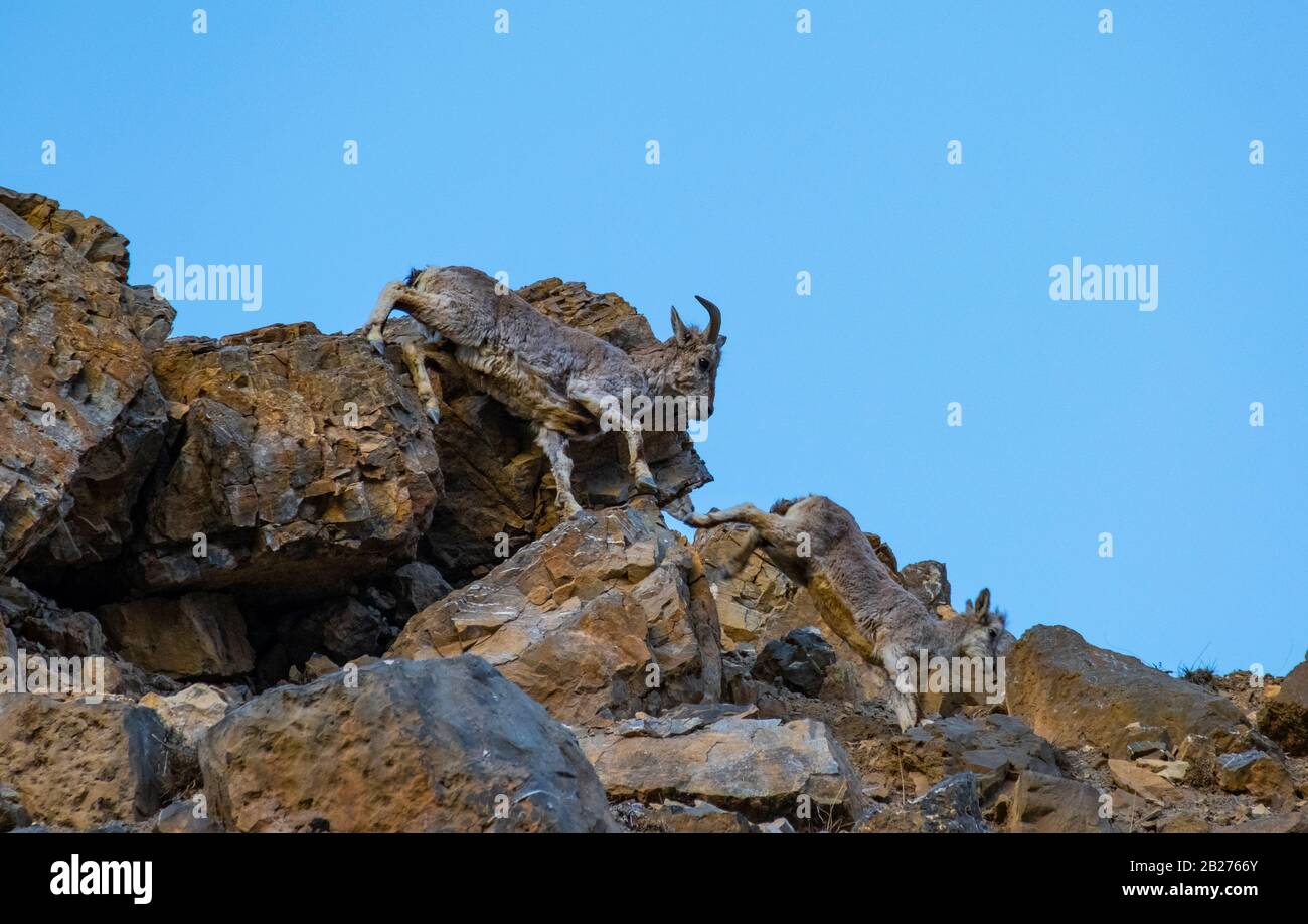 Bharal o pecora blu himalayana vicino al lago di Mane, la valle di Spiti. Foto Stock