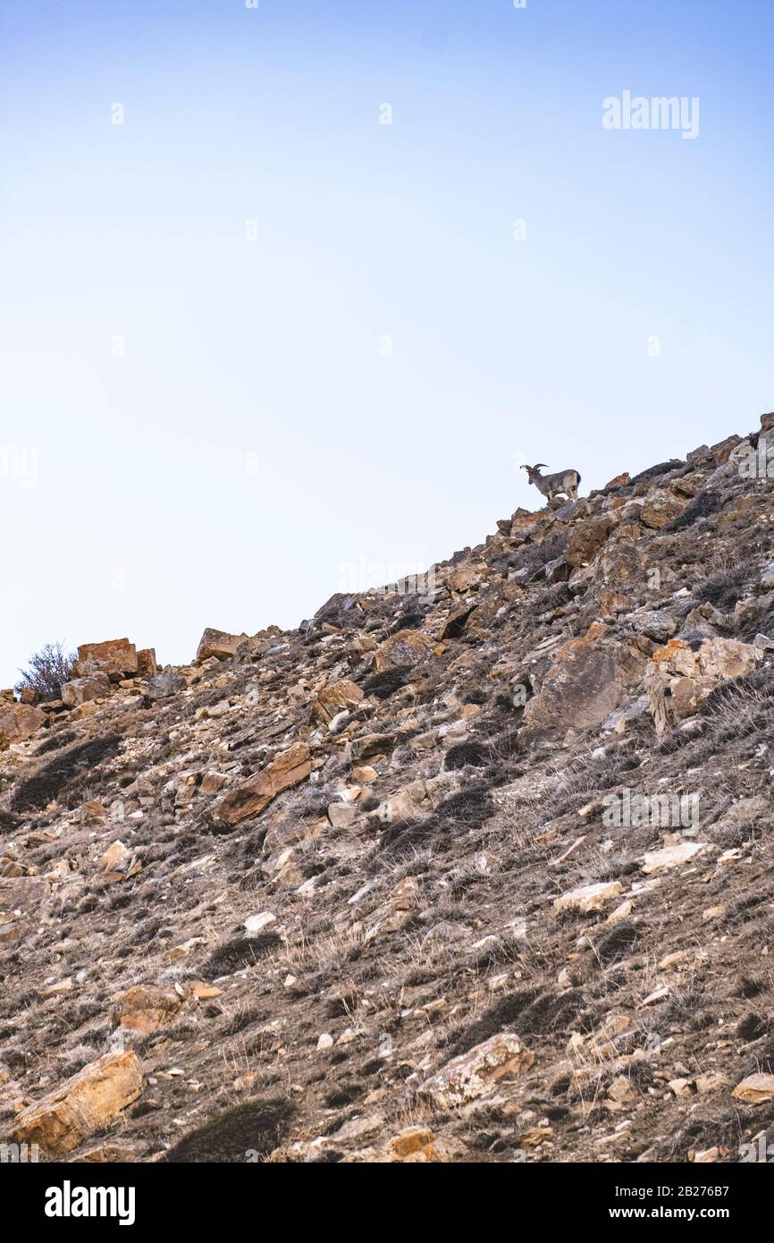 Bharal o pecora blu himalayana vicino al lago di Mane, la valle di Spiti. Foto Stock