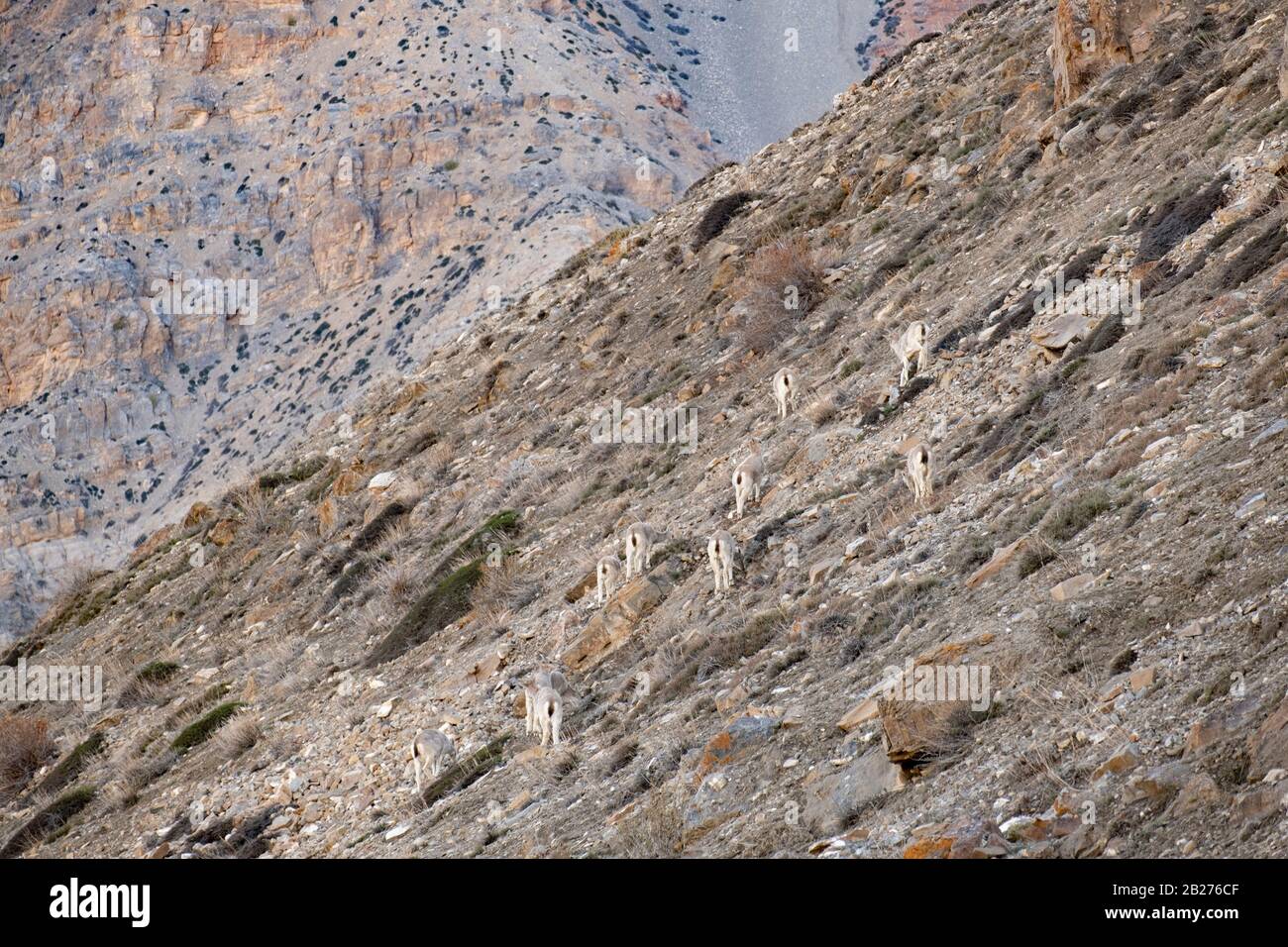 Bharal o pecora blu himalayana vicino al lago di Mane, la valle di Spiti. Foto Stock