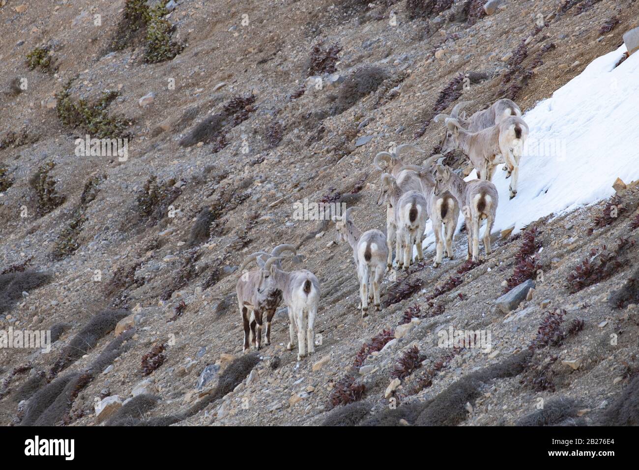 Bharal o pecora blu himalayana vicino al lago di Mane, la valle di Spiti. Foto Stock