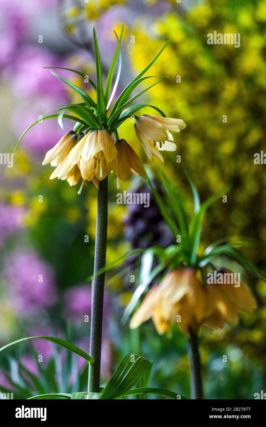 Crown Imperial Fritillary Fritillaria imperialis 'Early Fantasy' fiori da giardino Foto Stock