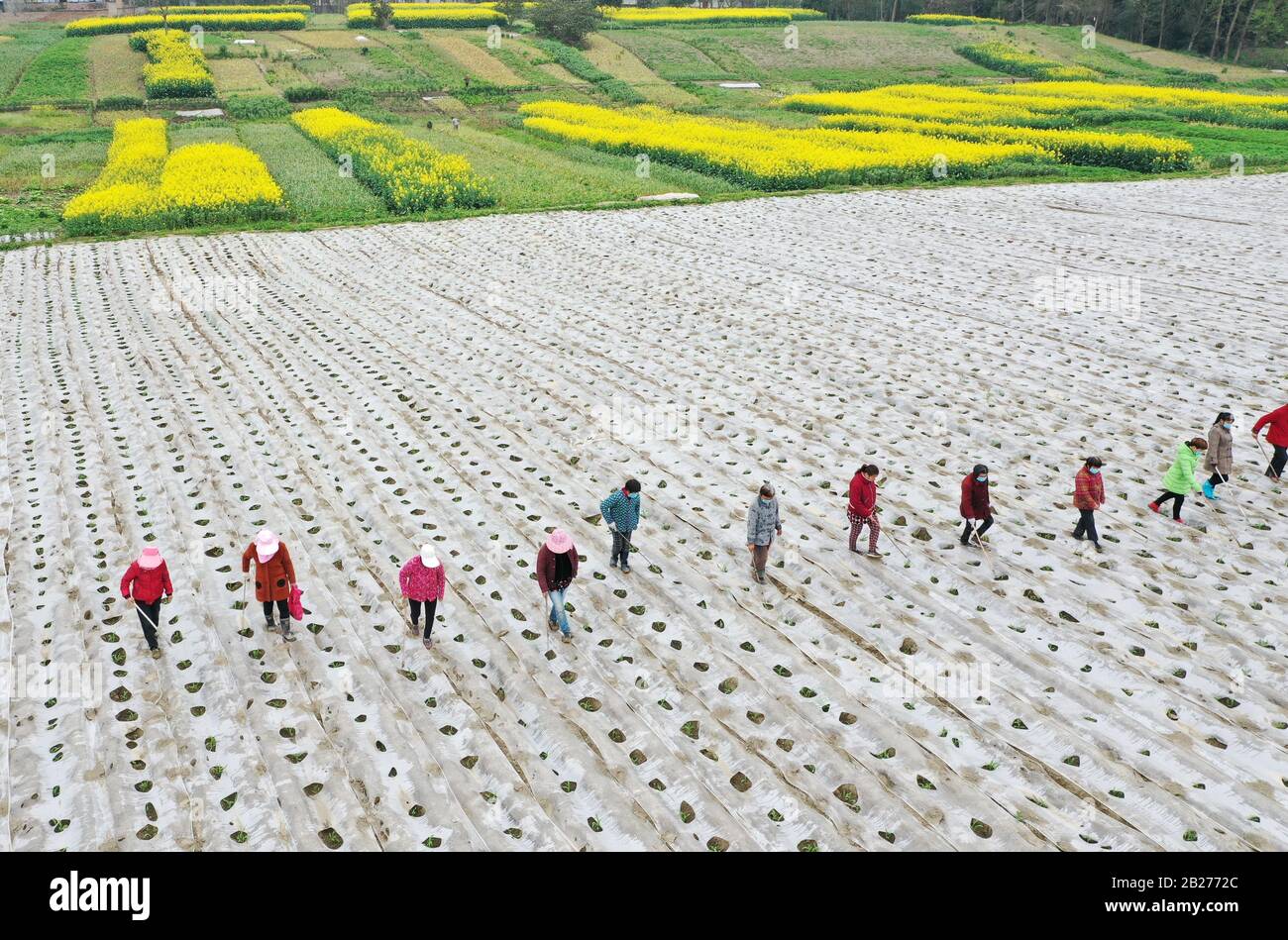 Suining. 1st Mar, 2020. Foto aerea scattata il 1 marzo 2020 mostra gli agricoltori che lavorano nel campo al Villaggio di Shunjiang della Citta' di Hongjiang, la Contea di Pengxi, la Citta' di Suining, la Provincia di Sichuan della Cina sudoccidentale. Credito: Zhong Min/Xinhua/Alamy Live News Foto Stock
