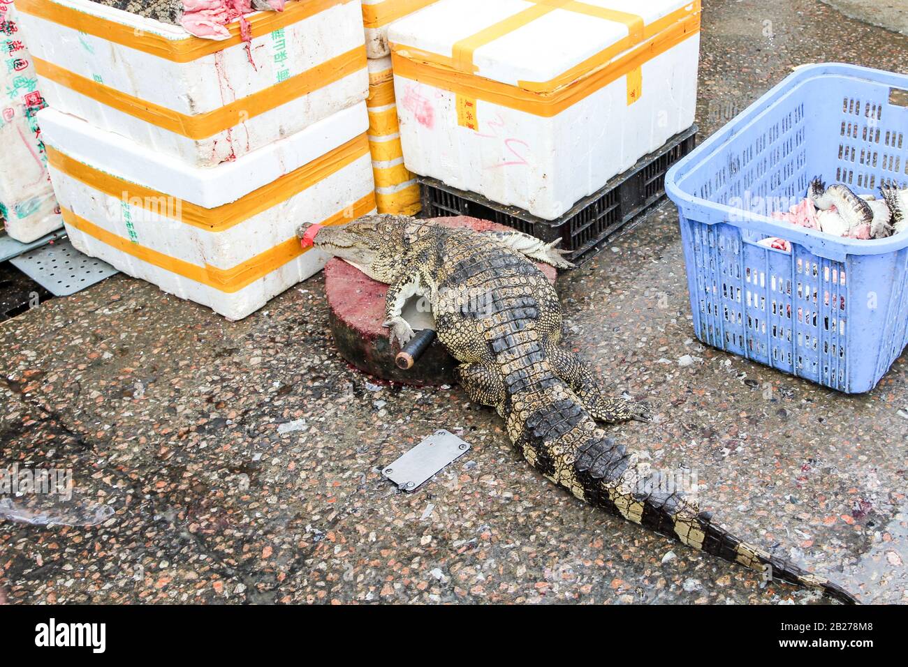 Mercato cinese tipico del pesce e degli animali viventi Foto Stock