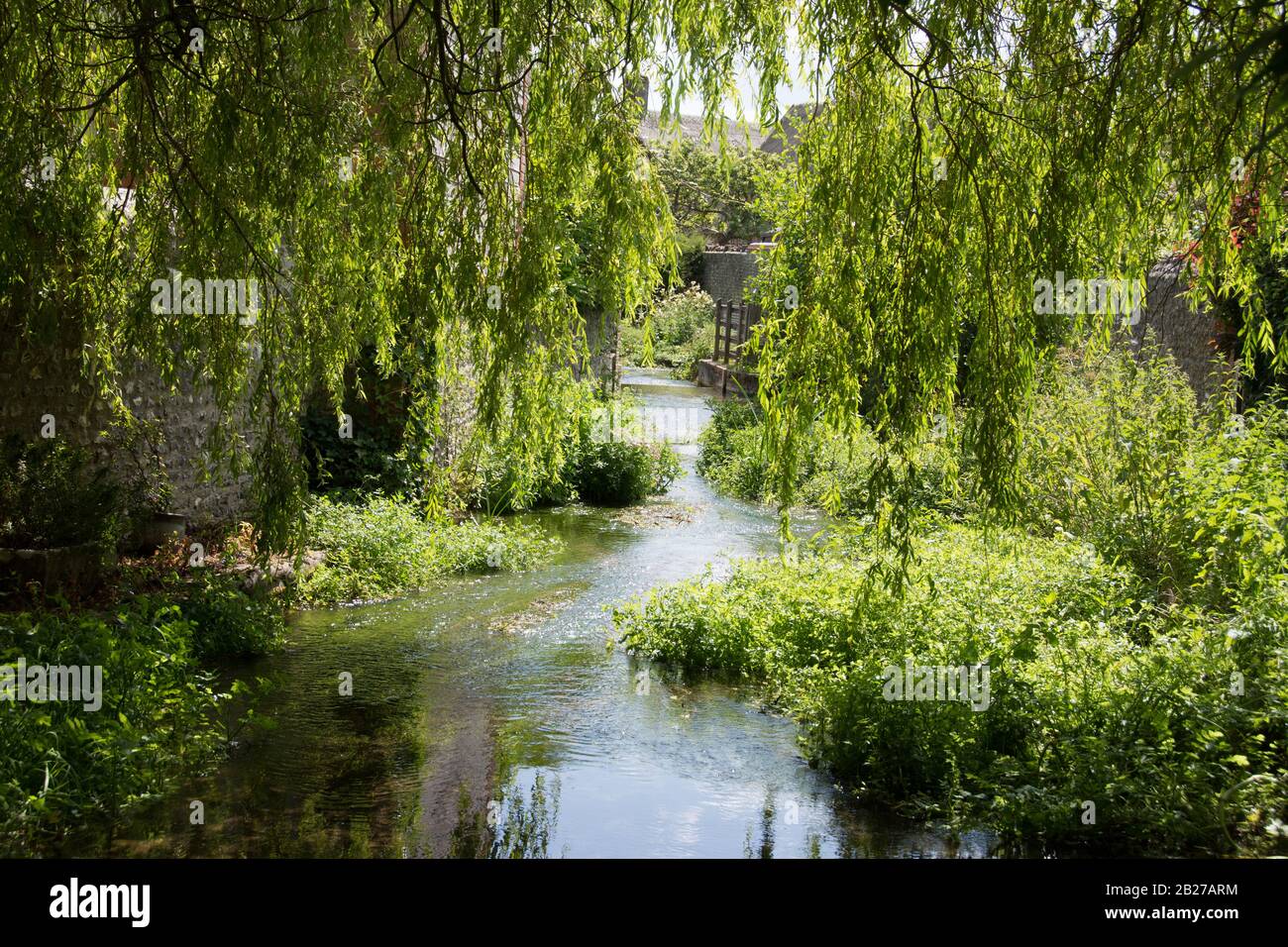 Willow albero che cresce accanto ad un fiume e sovrasta Foto Stock