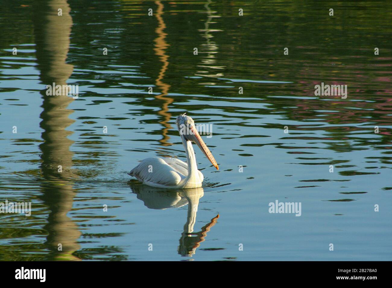 Un Pelican nuoto in acqua del lago di Lalbagh Giardino Botanico (Bangalore, India) Foto Stock