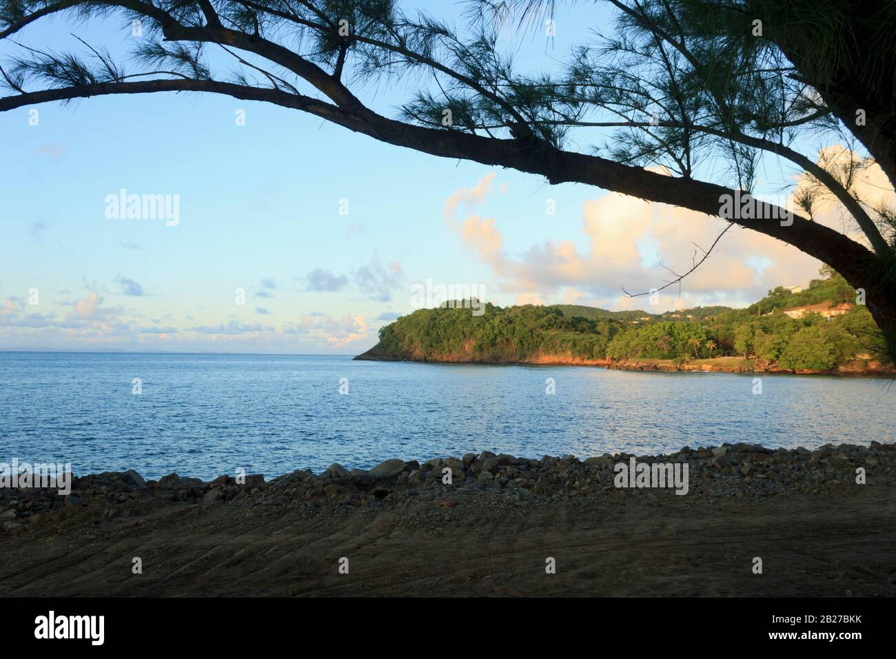 Penisola che sorge maestosamente fuori dal mare blu giallo dal tramonto del sole in una giornata calda e luminosa, incorniciato dal ramo di un giovane pino Foto Stock