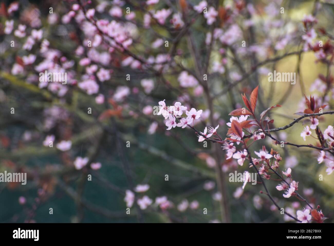 Primo piano di fiori bianchi che fioriscono su un albero in primavera Foto Stock