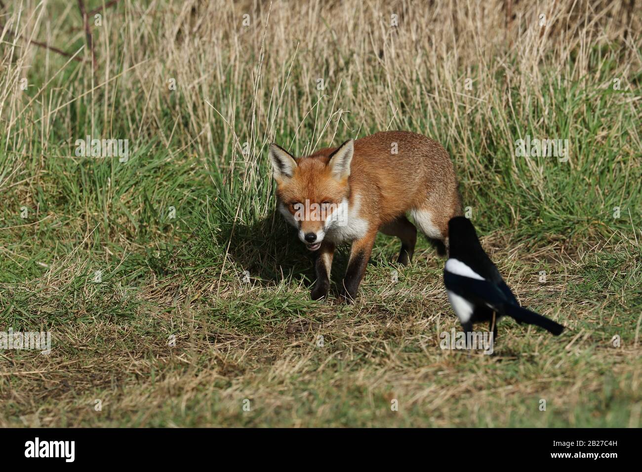 Una volpe rossa selvaggia, Vulpes vulpes, la caccia per il cibo in un campo che è guardato da una torta. Foto Stock