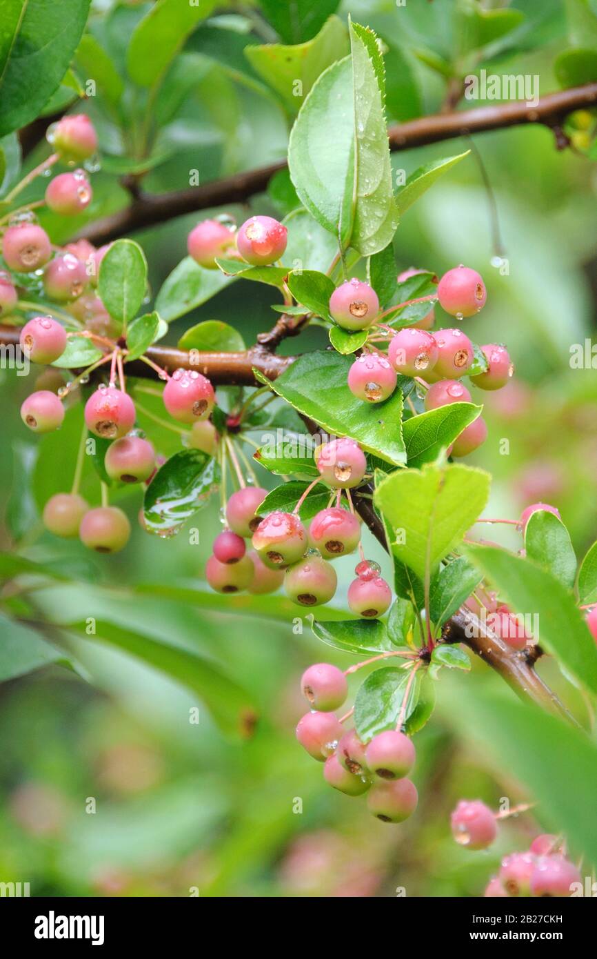 Strauch-Apfel (Malus toringo var. sargentii) Foto Stock