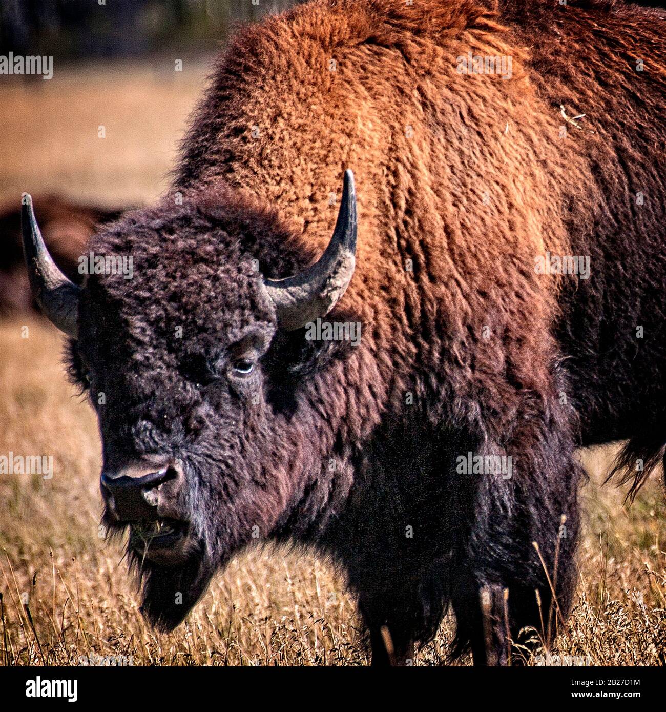 Buffalo (bison) vicino al Parco Nazionale di Grand Teton. Il Wyoming. Foto Stock