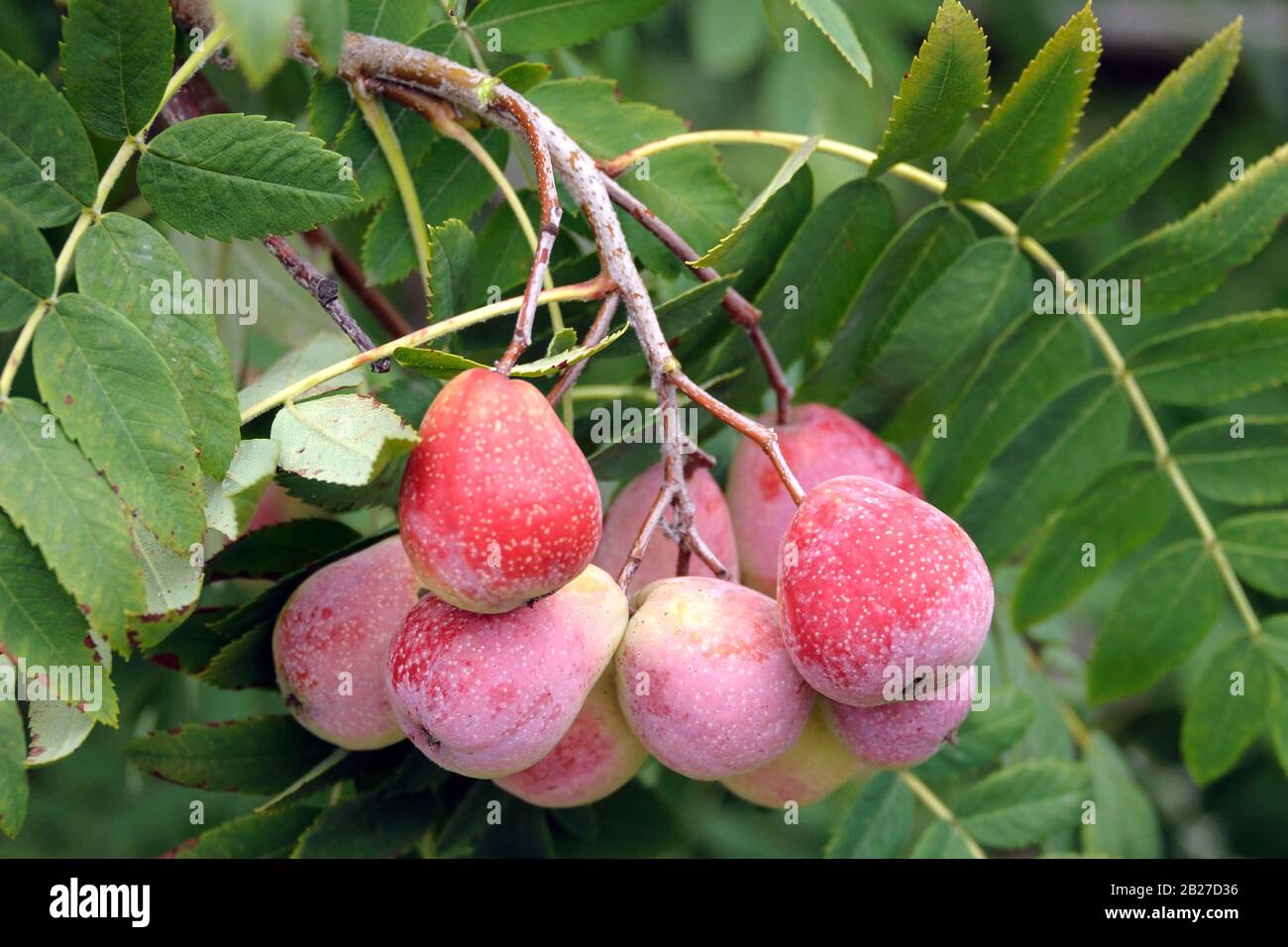 Speierling (Sorbus domestica 'Sossenheimer Riesen') Foto Stock